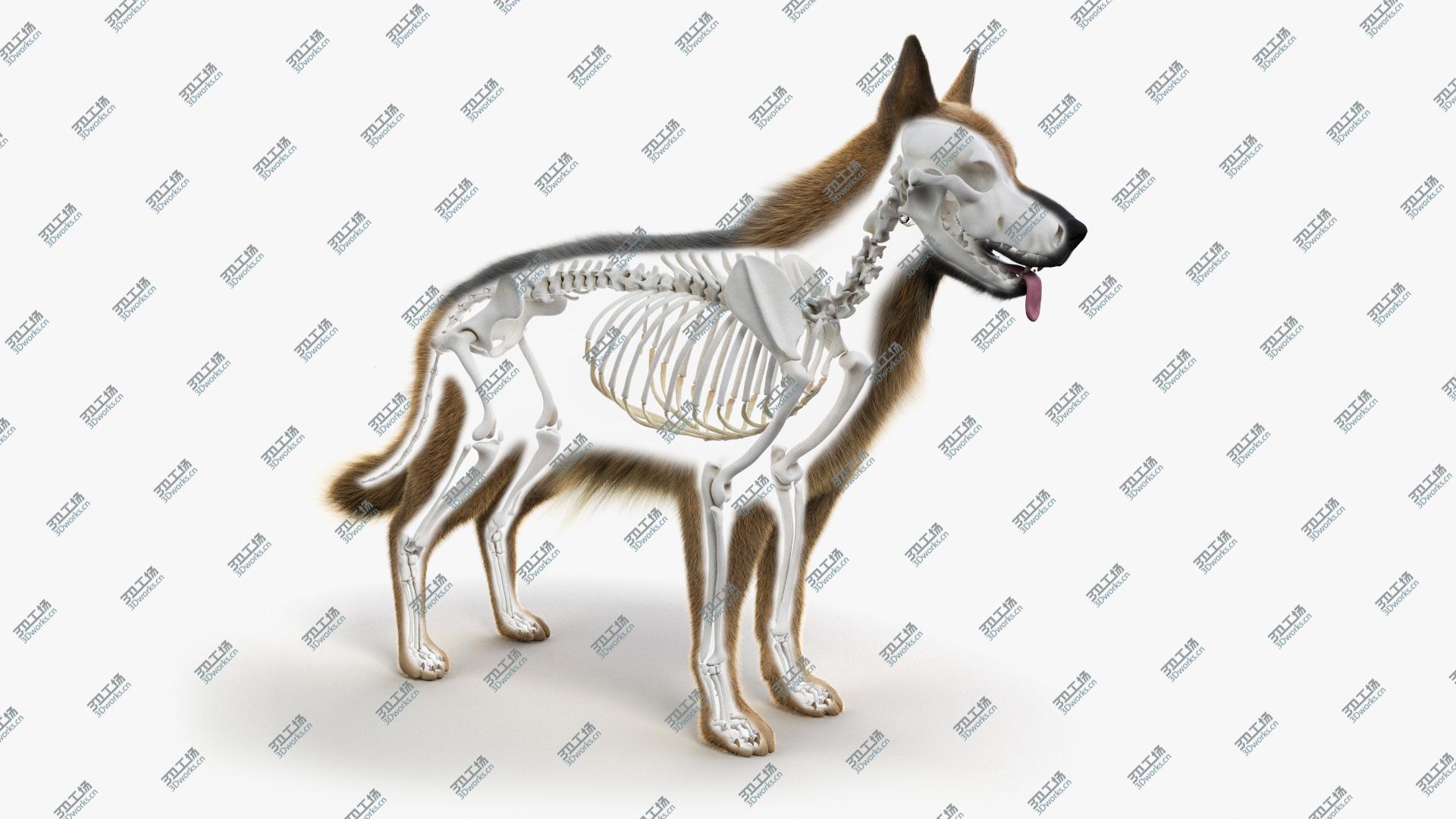 images/goods_img/202105071/Dog Skin And Skeleton Animated model/2.jpg